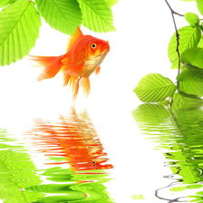 Схема вышивки «Золотая рыбка»