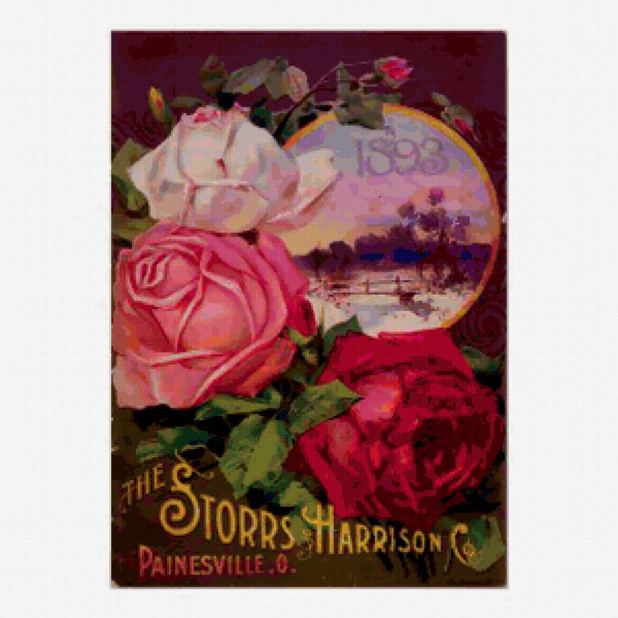 Розы - розы, цветы, старые открытки, винтаж - предпросмотр