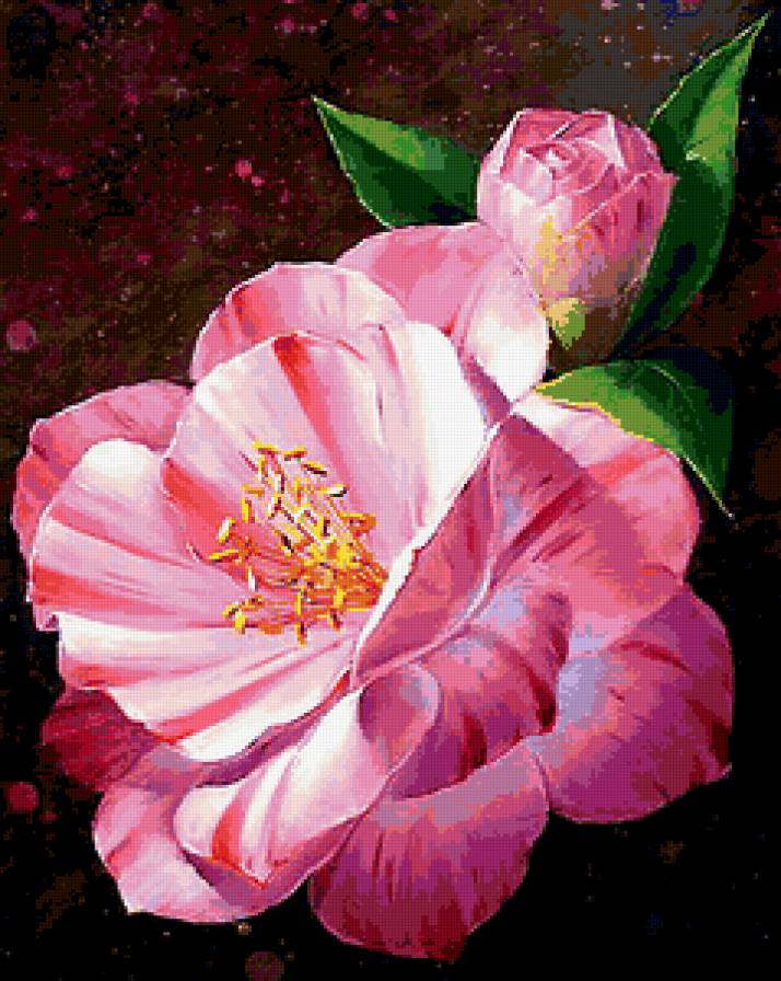 Камелия - цветы, камелия - предпросмотр