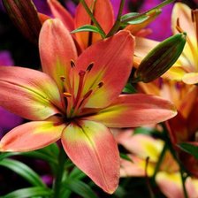 Схема вышивки «67543»