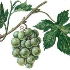 Виноград
