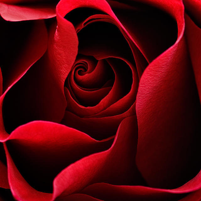 786897 - роза, розы, цветы, цветок, букет - оригинал