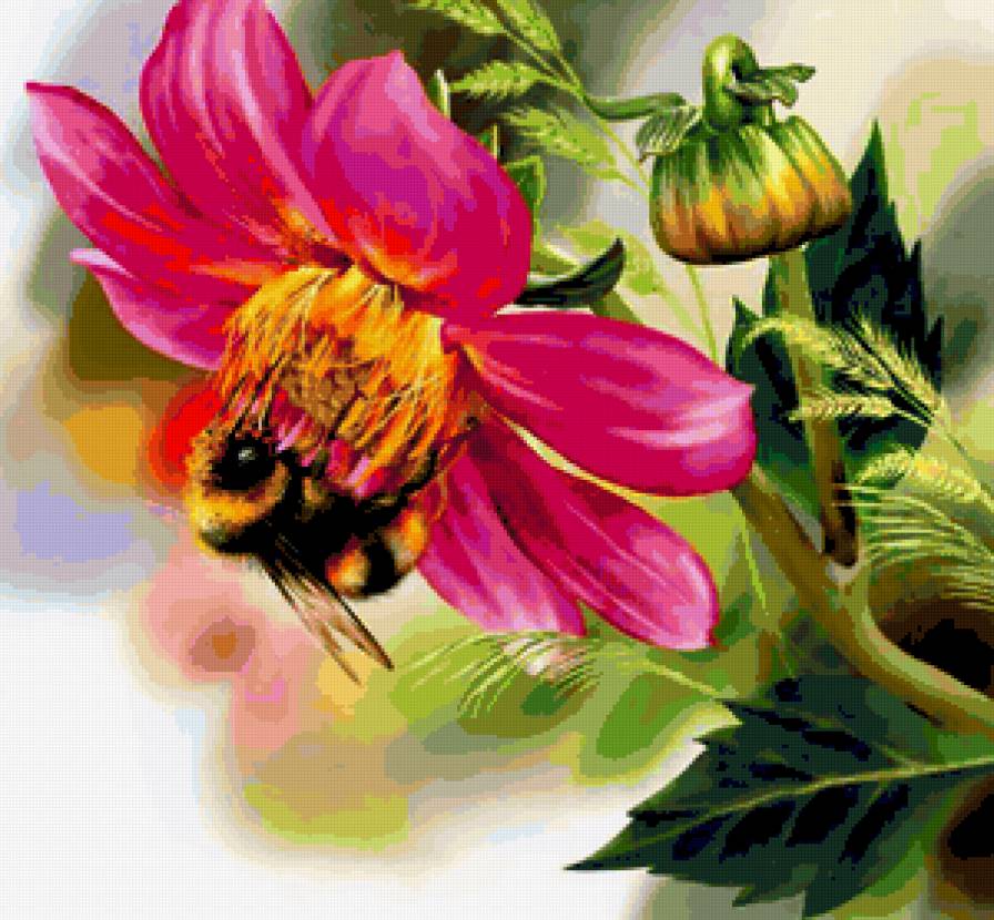 6504 - флора, цветы, георгин, шмель, природа, пчела, цветок - предпросмотр