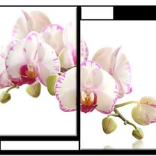 Схема вышивки «ДИПТИХ»