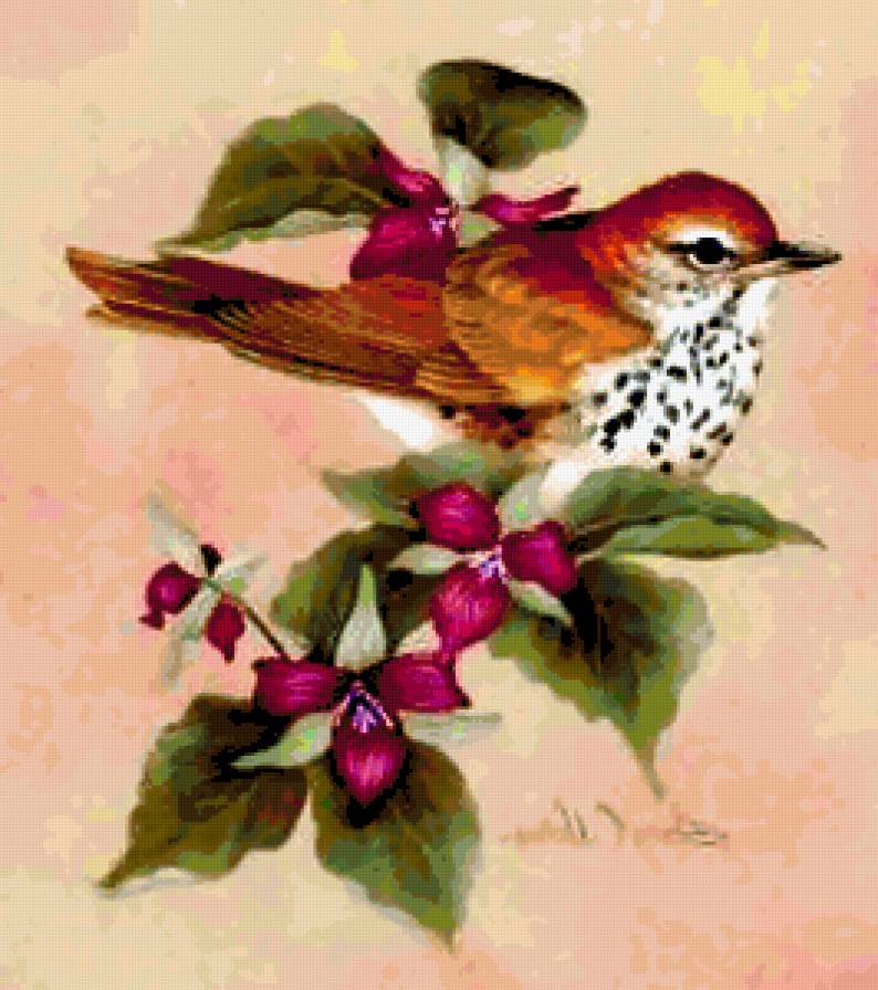 679035 - бабочка, птенец, птичка, природа, птицы, скворец, птаха, роза, птеньчик - предпросмотр