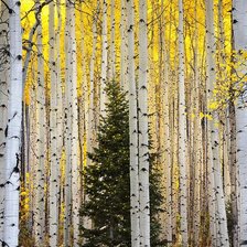 Схема вышивки «№212452»