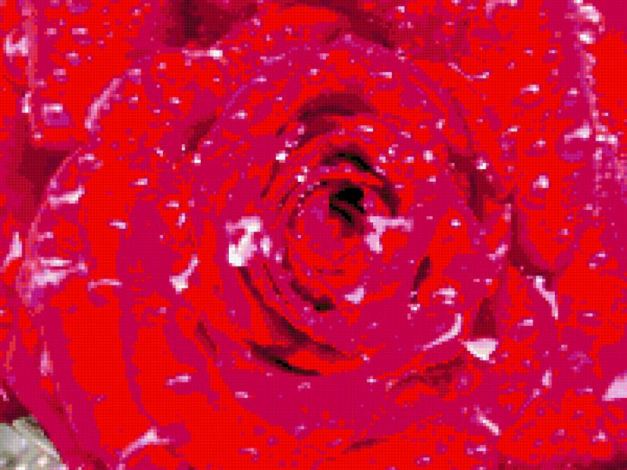 роза - предпросмотр