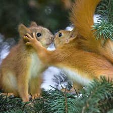 Схема вышивки «влюбленные белки»