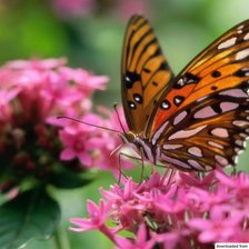 Схема вышивки «бабочка»