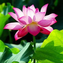 Схема вышивки «лотос»