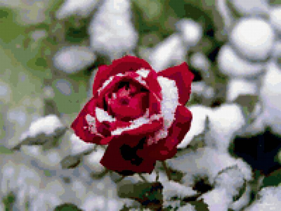 роза в снегу - предпросмотр