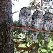 Схема вышивки «№212618»