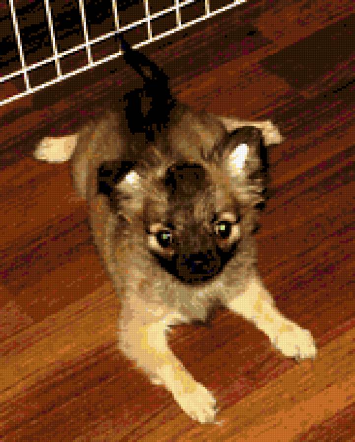 Ренни - чихуахуа животные - предпросмотр