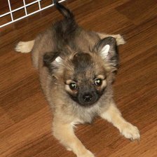 Схема вышивки «Ренни»