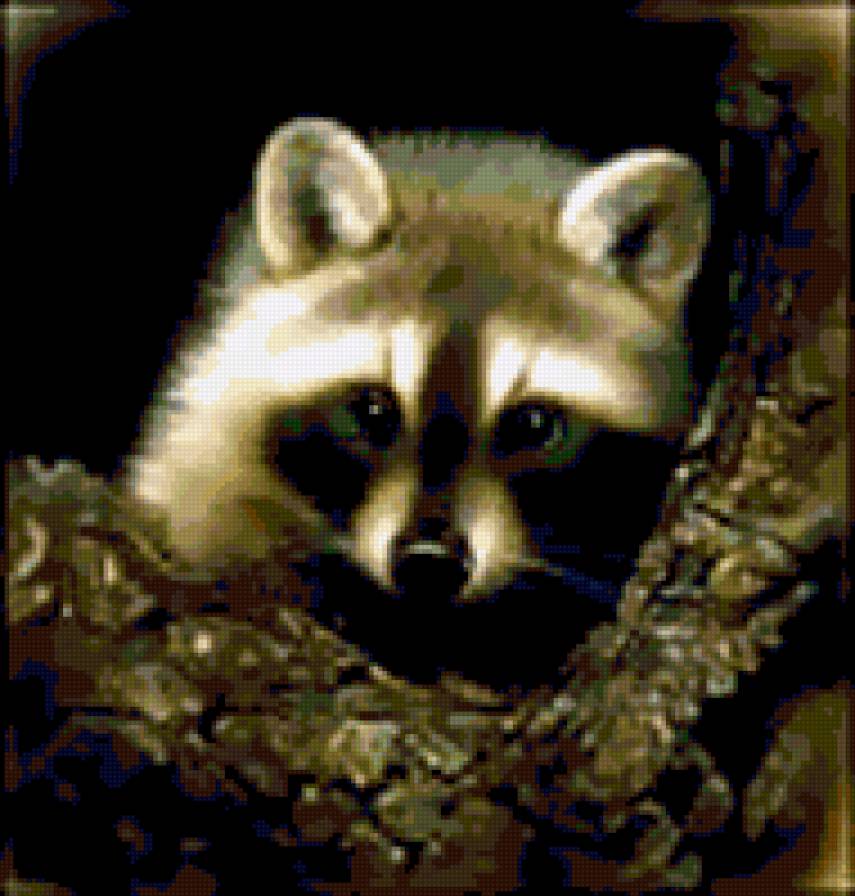 маленький енот - звери - предпросмотр