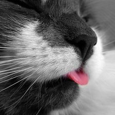 Схема вышивки «нежнось»