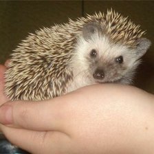 Схема вышивки «ёжик на ладошке»