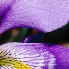 Схема вышивки «Ирис 1»