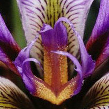 Схема вышивки «Ирис 2»