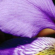 Схема вышивки «Ирис 3»