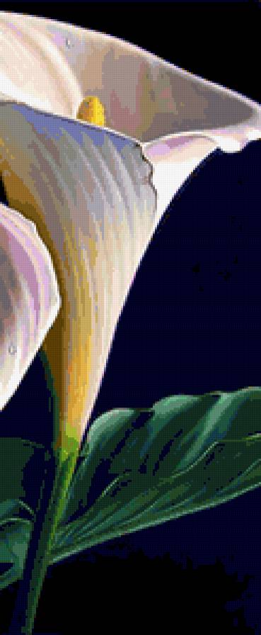 Каллы 1 - полиптих, калла, триптих, каллы, диптих, цветы - предпросмотр