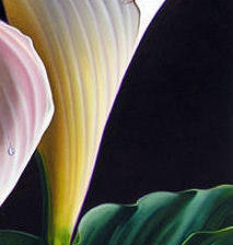 Схема вышивки «Каллы 1»