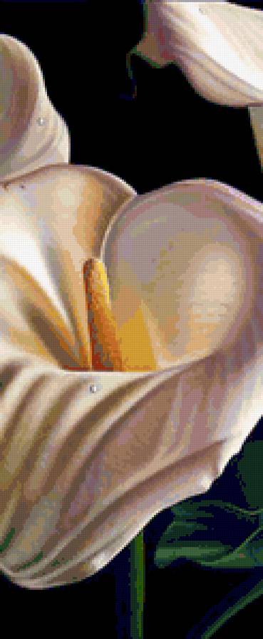 Каллы 2 - цветы, полиптих, каллы, триптих, калла, диптих - предпросмотр