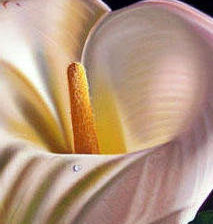 Схема вышивки «Каллы 2»