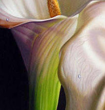 Схема вышивки «Каллы 3»