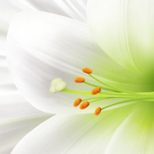 Схема вышивки «лилия»