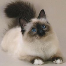 Схема вышивки «Сиамский лапочка»