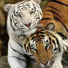 Схема вышивки «№213407»