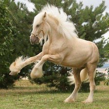 Схема вышивки «Красавец»