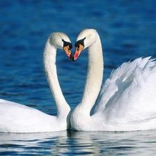 Схема вышивки «два лебедя3»