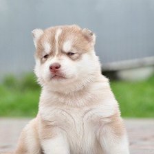 Схема вышивки «хаски»