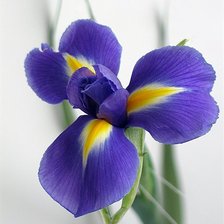 Схема вышивки «ирис»