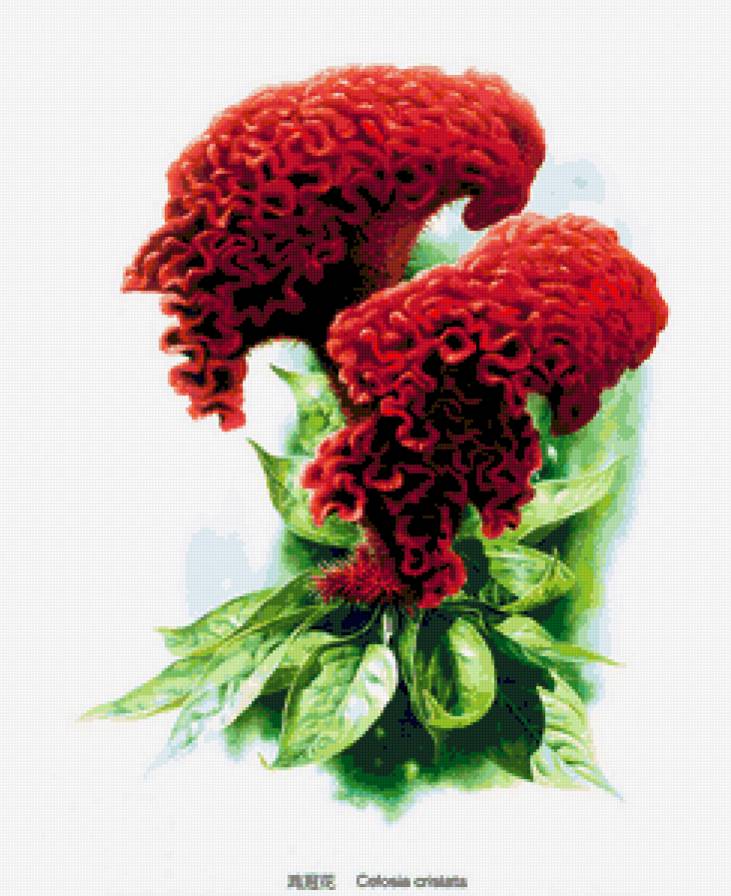 цветок - цветы, природа - предпросмотр