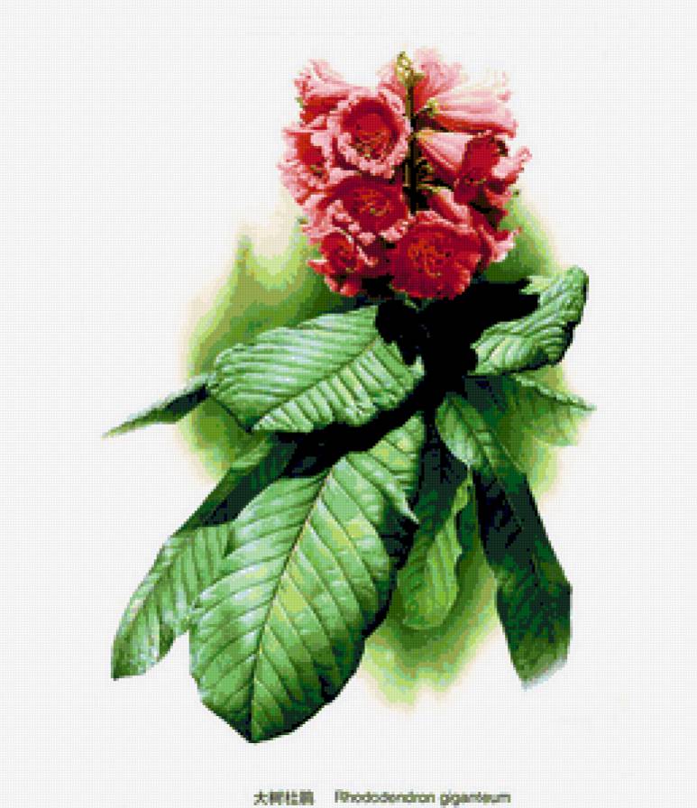 Коллекция растения - природа, цветы, растения - предпросмотр