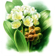 Схема вышивки «Коллекция растения»