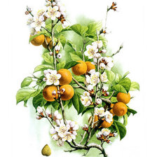 Схема вышивки «Золотая слива»