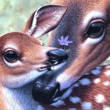 Схема вышивки «нежность»