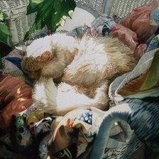 Схема вышивки «№214576»