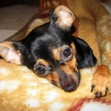 Схема вышивки «той»