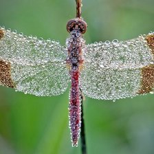 Схема вышивки «росинка-стрекоза»