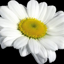 Схема вышивки «ромашка 1»