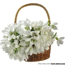 Схема вышивки «подснежники 2»