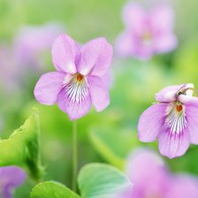 Схема вышивки «весенние цветы»