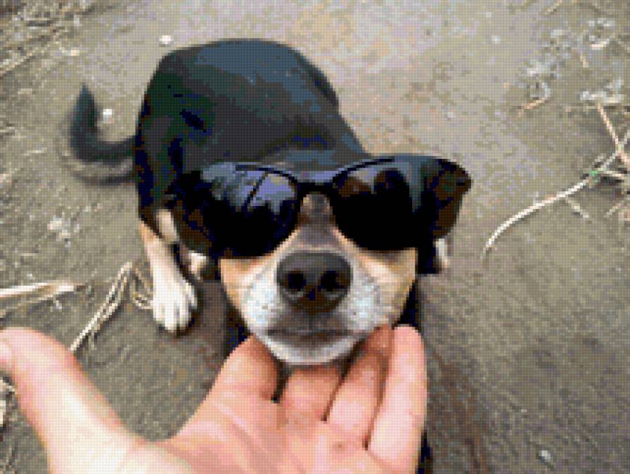 собака - предпросмотр