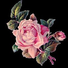 Схема вышивки «Розы»