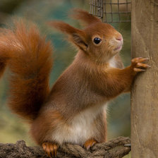 Схема вышивки «серия "животные"»